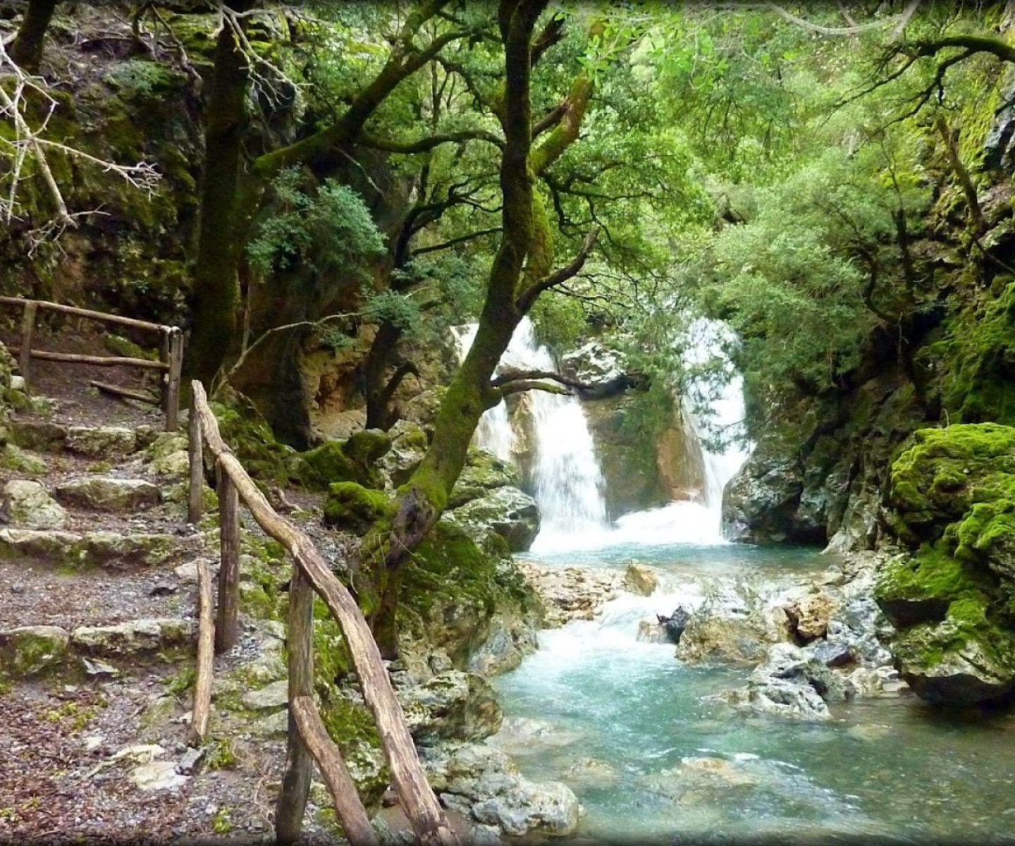 ROUVAS FOREST
